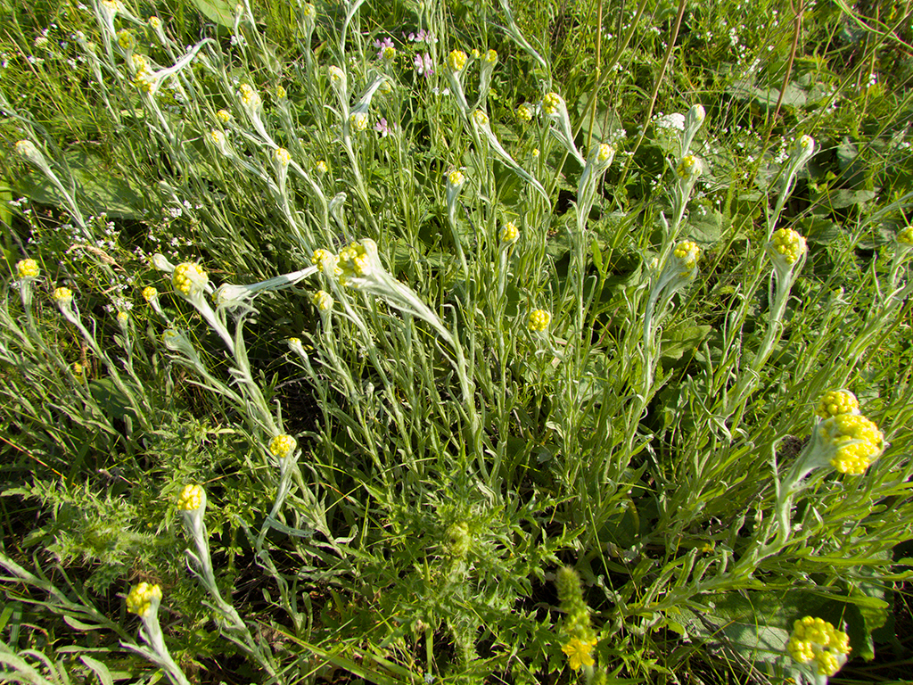 Helichrysum arenarium